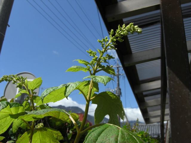 カシワバアジサイの開花に挑戦中 蕾が大分大きくなりました