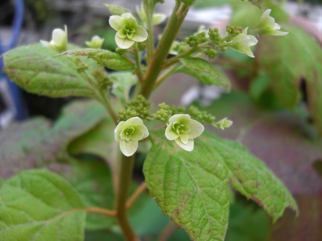 カシワバアジサイの開花に挑戦中 小さな花が咲いてきた！