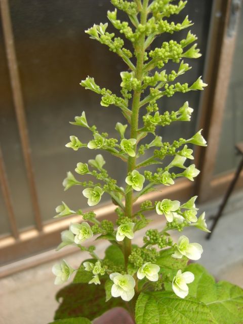 カシワバアジサイの開花に挑戦中 花が咲き進んできました