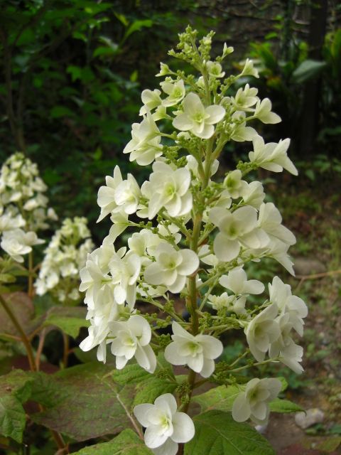 カシワバアジサイの開花に挑戦中 やっと８分咲き？