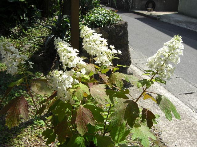 カシワバアジサイの開花に挑戦中 開花完了