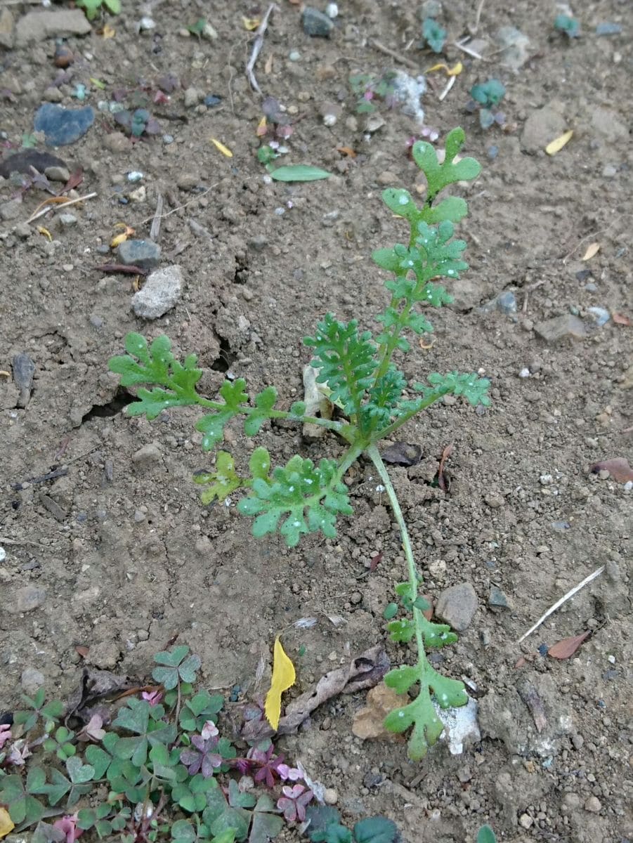 種からネモフィラ 12/9 他にも芽がいくつか出てきた