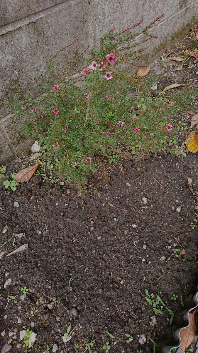 はじめてのクロッカス 植え付け