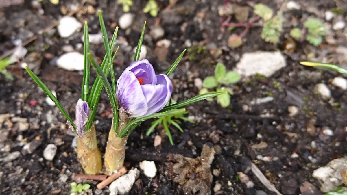 はじめてのクロッカス ブルーパールも開花！