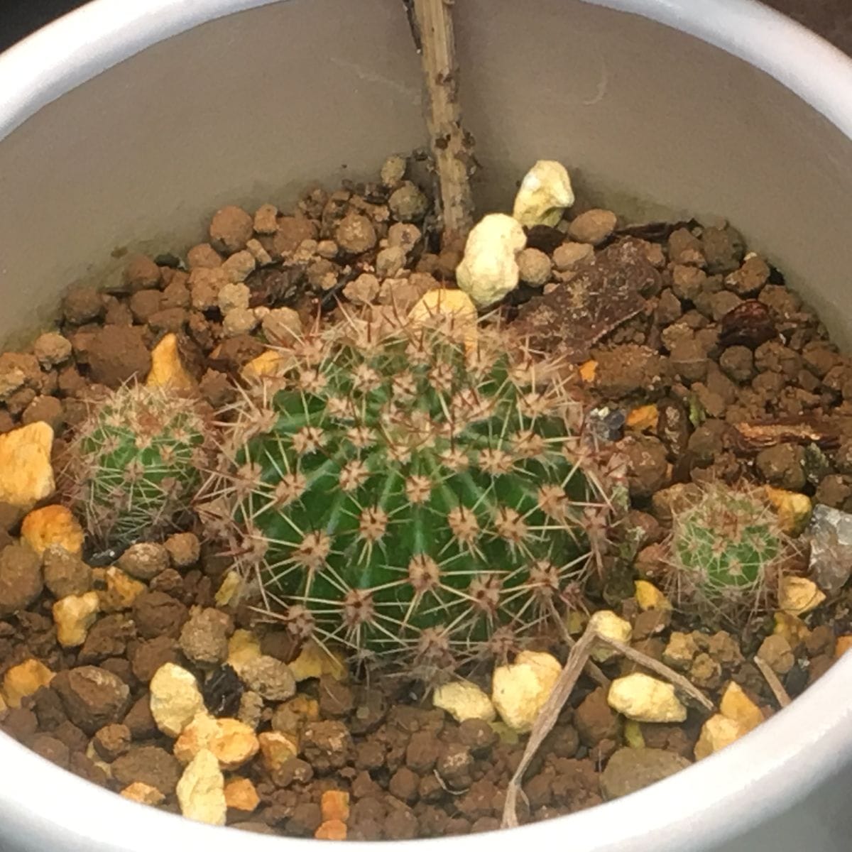 【短毛丸(たんげまる)】カキ子 🌵💧また少し大きくなったようだ。