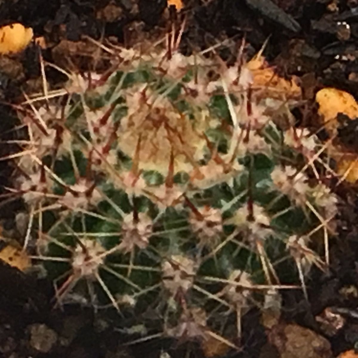 【短毛丸(たんげまる)】カキ子 結果カキ子を挿した ‘18 11/11