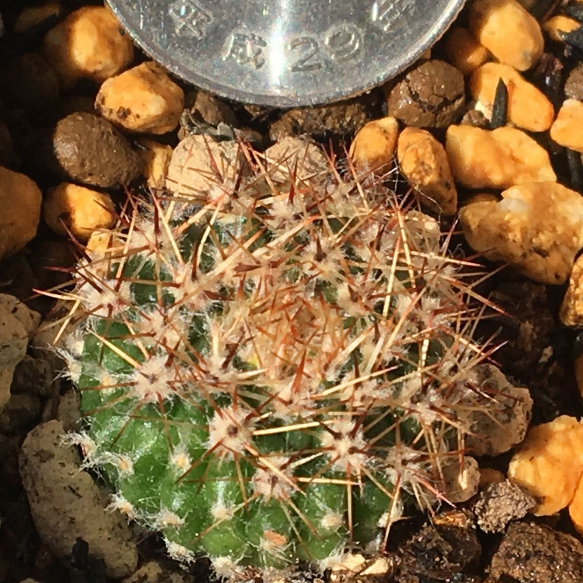 【短毛丸(たんげまる)】カキ子 🌵約２㎝で地降ろし ‘18 11/15