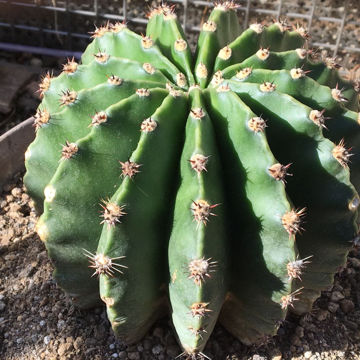 【短毛丸(たんげまる)】カキ子 🌵💤🙅🏻‍♀️まだ休眠はしてない