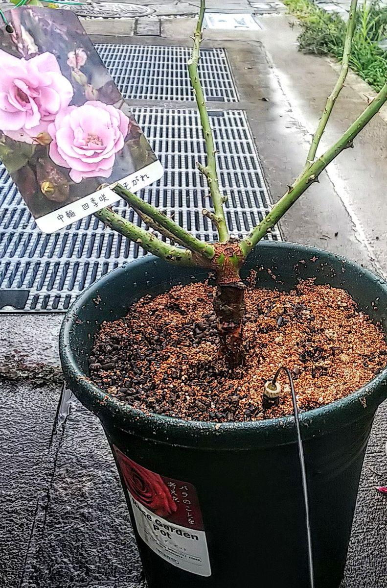 秋薔薇🌹花付&剪定苗の植え替え 剪定苗の場合