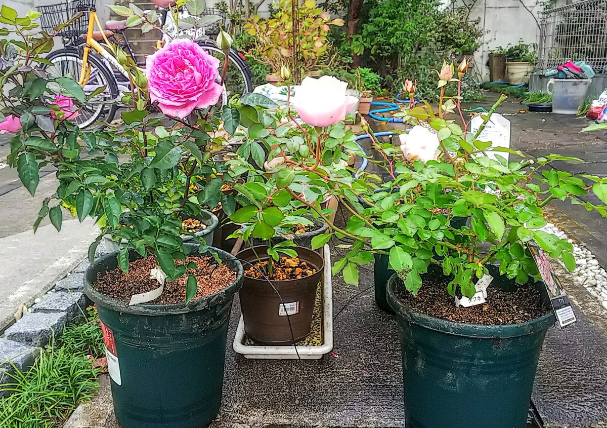 秋薔薇🌹花付&剪定苗の植え替え 最後に十分水やりします