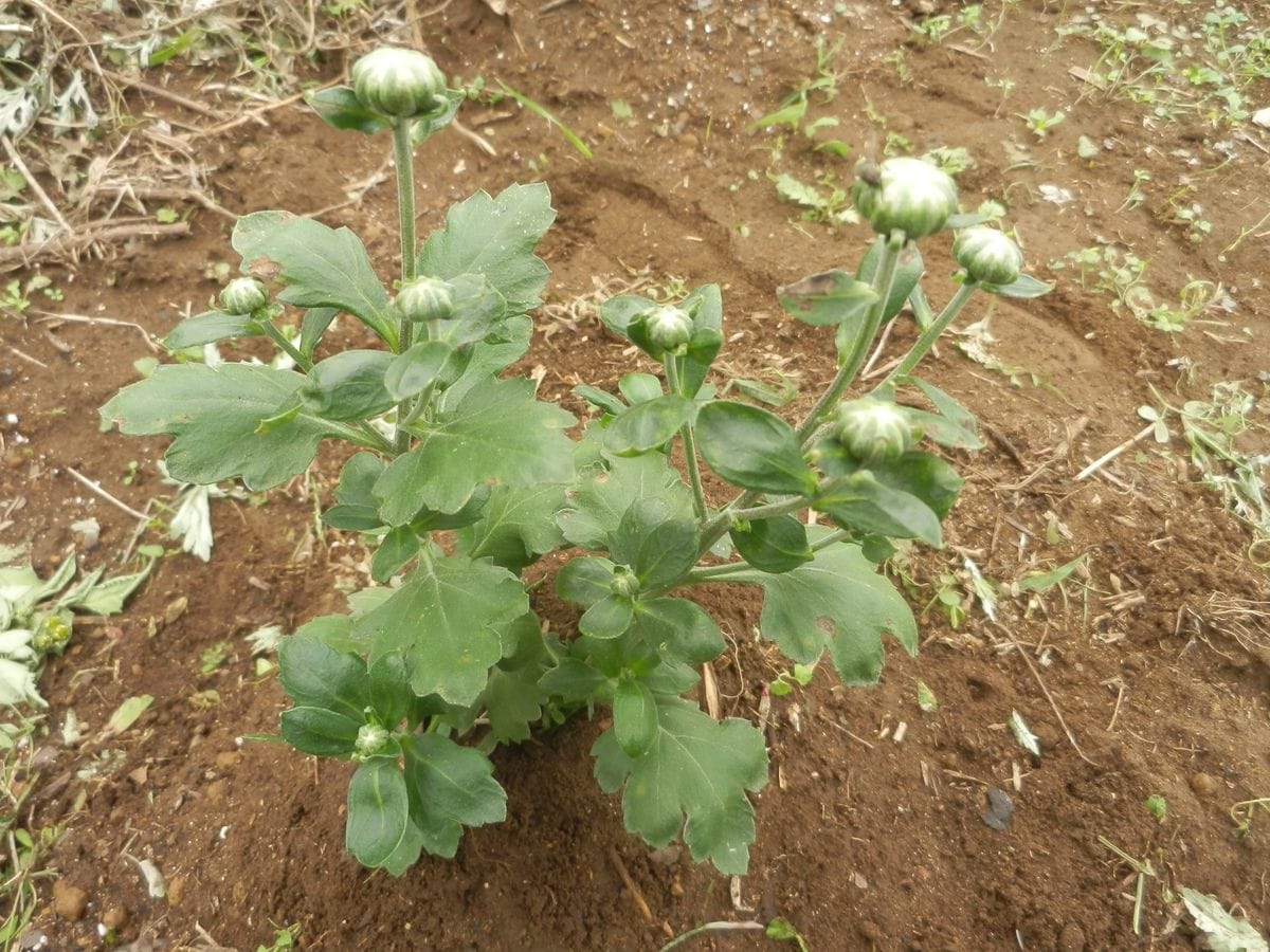 可愛いポンポン菊　苗から育ててみました 定植して10日目