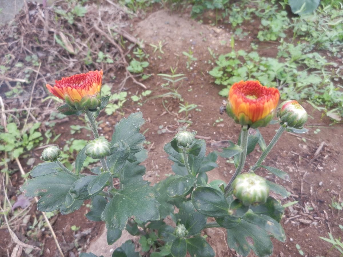 可愛いポンポン菊　苗から育ててみました 定植して20日目