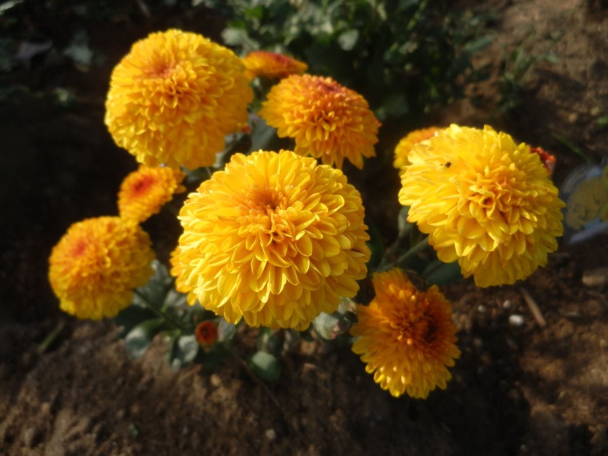 定植して47日目 可愛いポンポン菊 苗から育ててみました そだレポ みんなの趣味の園芸