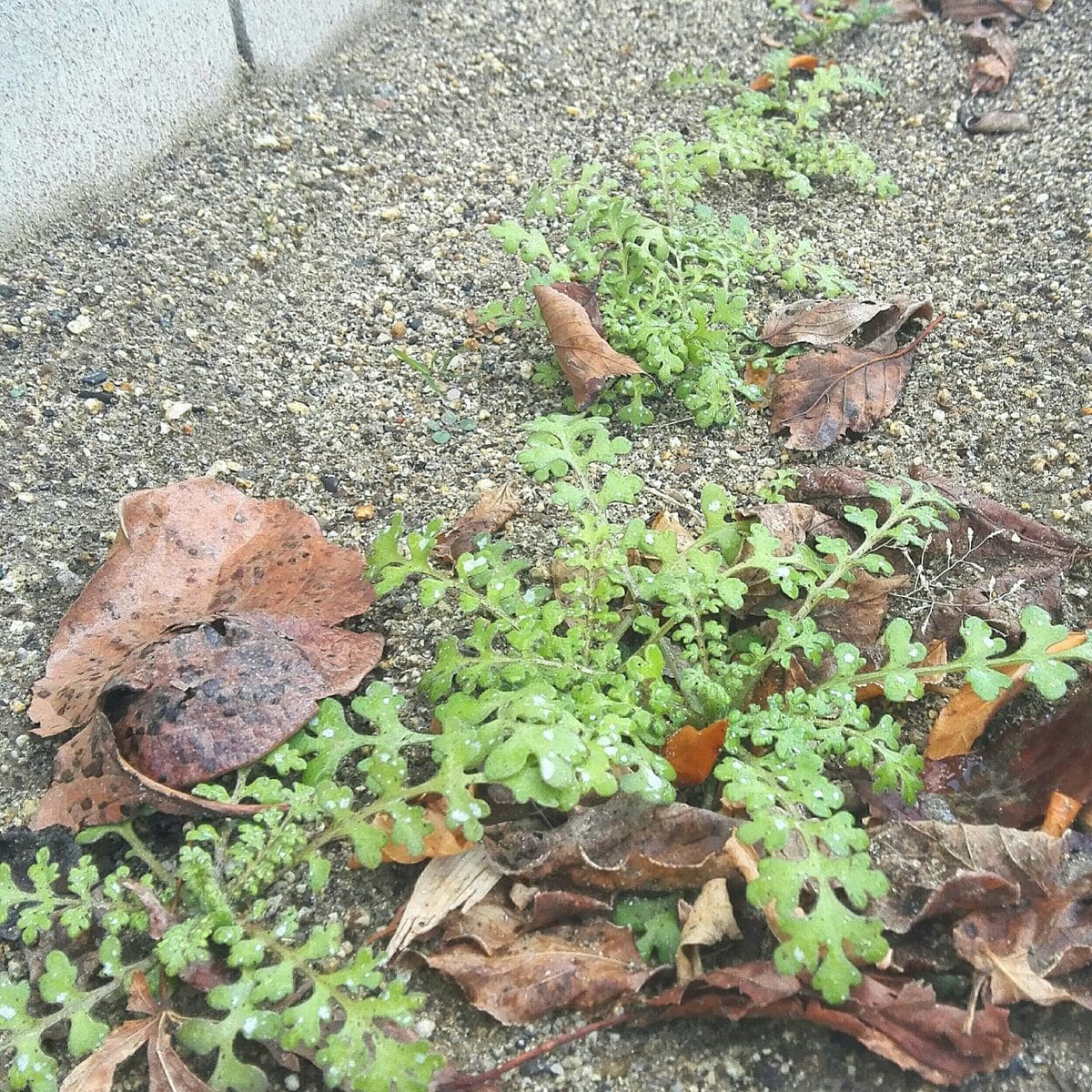 庭に直撒きでネモフィラとチューリップ 寒いけれど順調に大きく