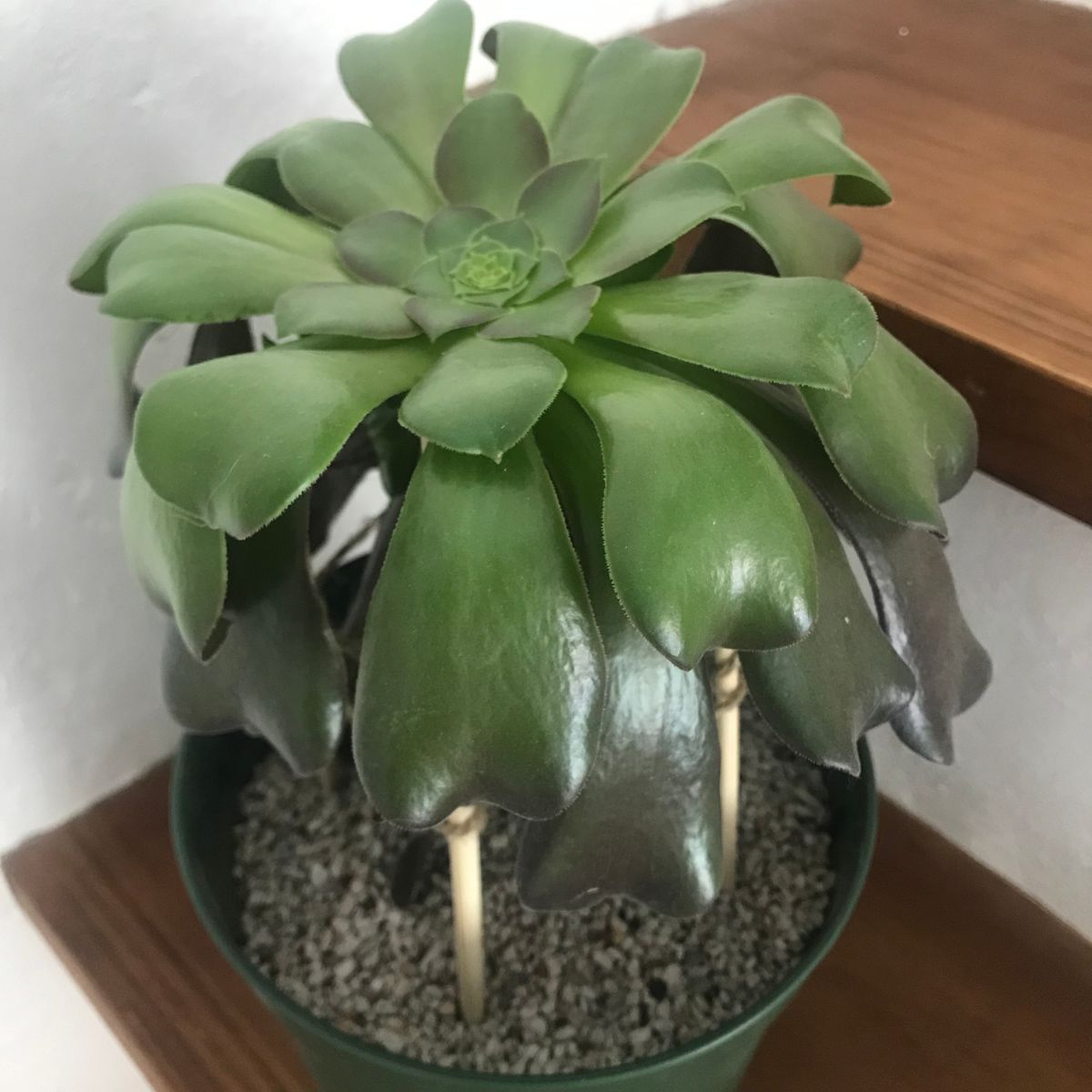 100均の黒法師を増やしたい 鉢に植えました