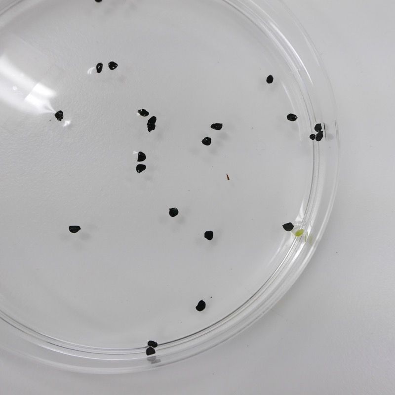 エゾカワラナデシコの栽培実験 とりあえず発芽しました。