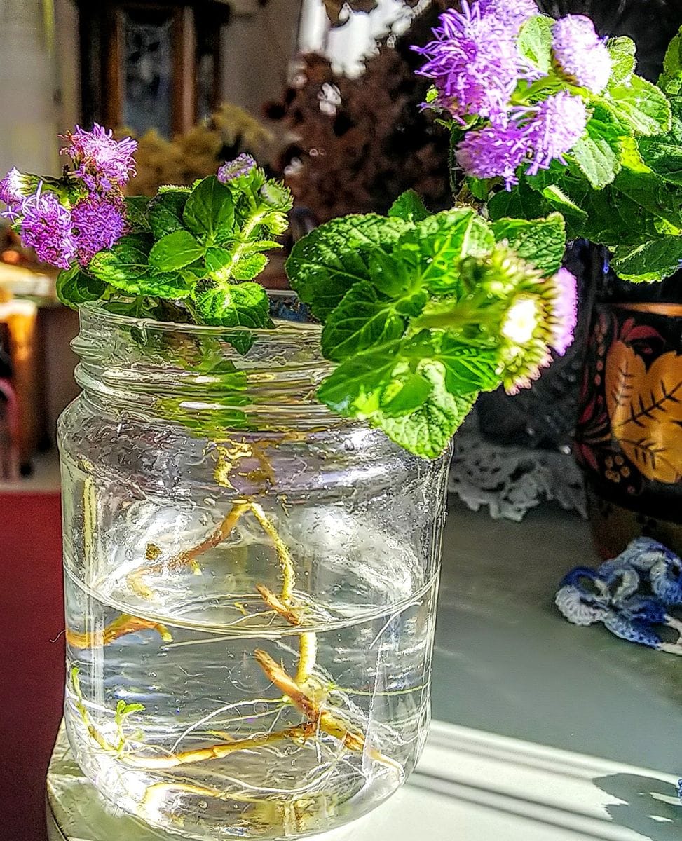 挿し木で育成(アゲラタム) 根が出てきました🌿