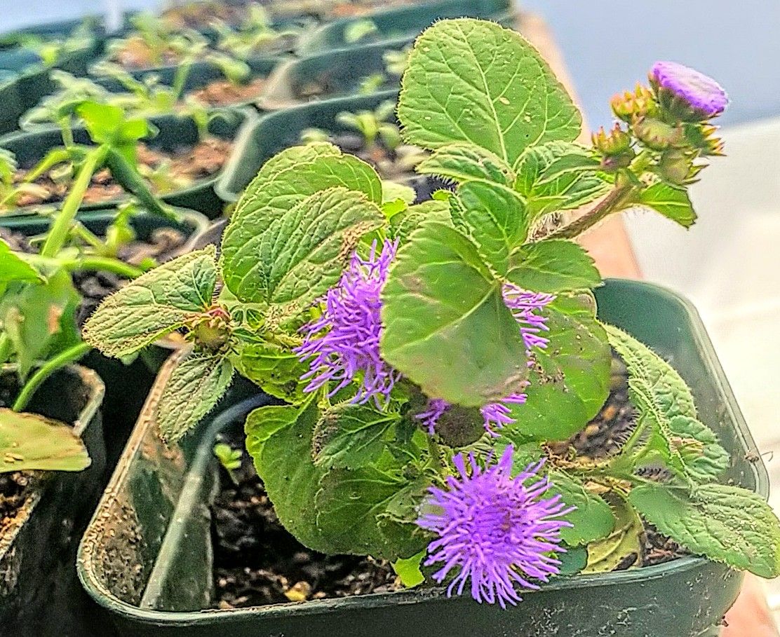 挿し木で育成(アゲラタム) 土に植え替えました