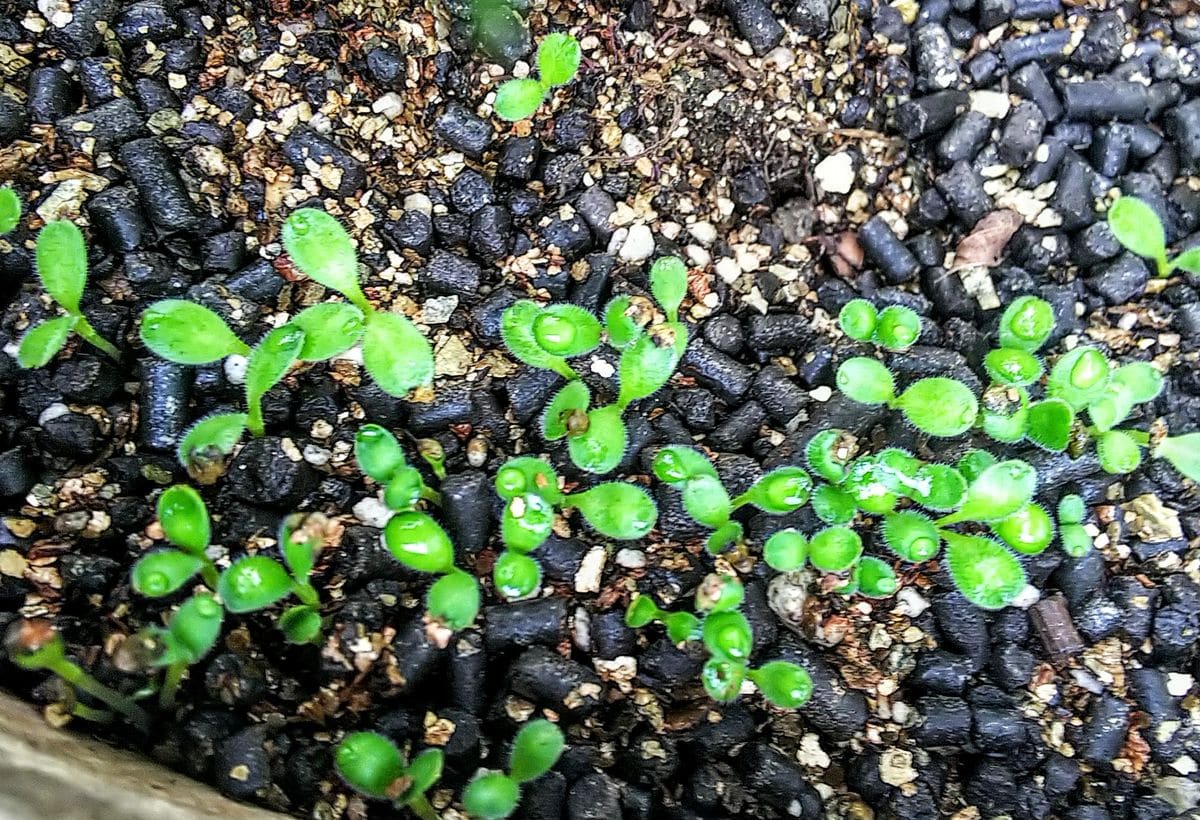 ネモフィラ種まきしました🎵 🌱が出てきました🌿