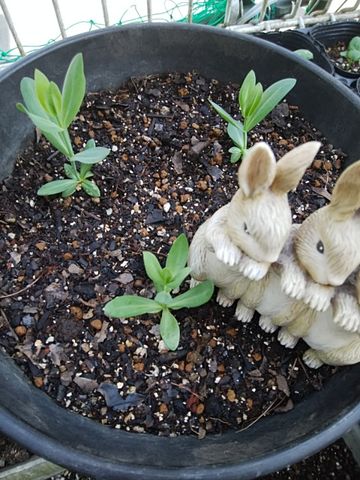 トルコキキョウ3年目の種まき 小さな芽🌱