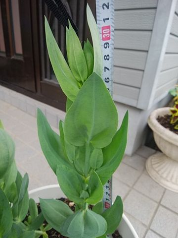 トルコキキョウ3年目の種まき 花芽ができました