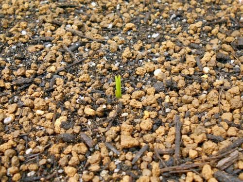 コオニユリを種から育てる（日本古来の作物） 芽が出てた！（450日目）