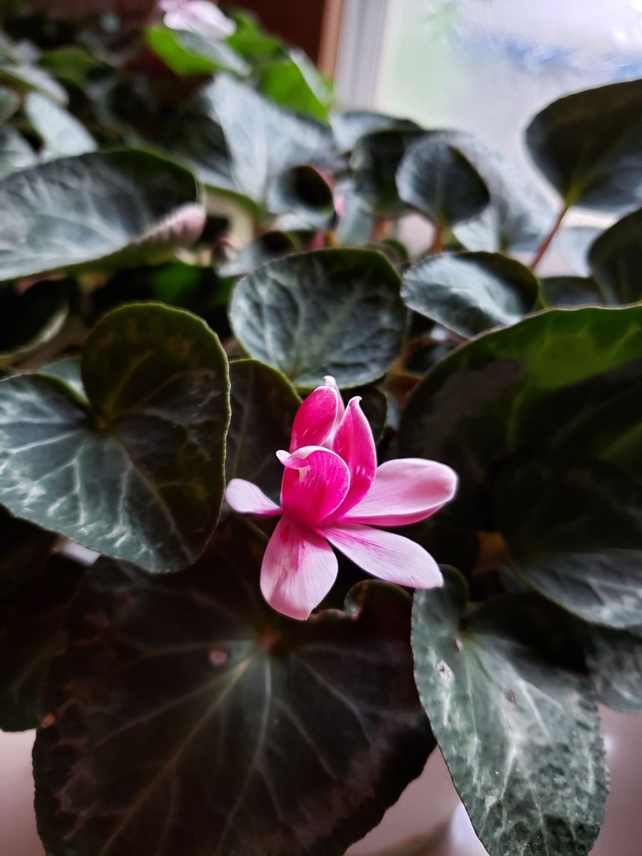 腐った球根の大手術からの復活 花が咲きました