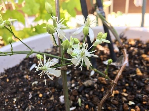 fin クレマチス仙人草を挿し木で増やして鉢植えで育てる 最後の花が終わりました。