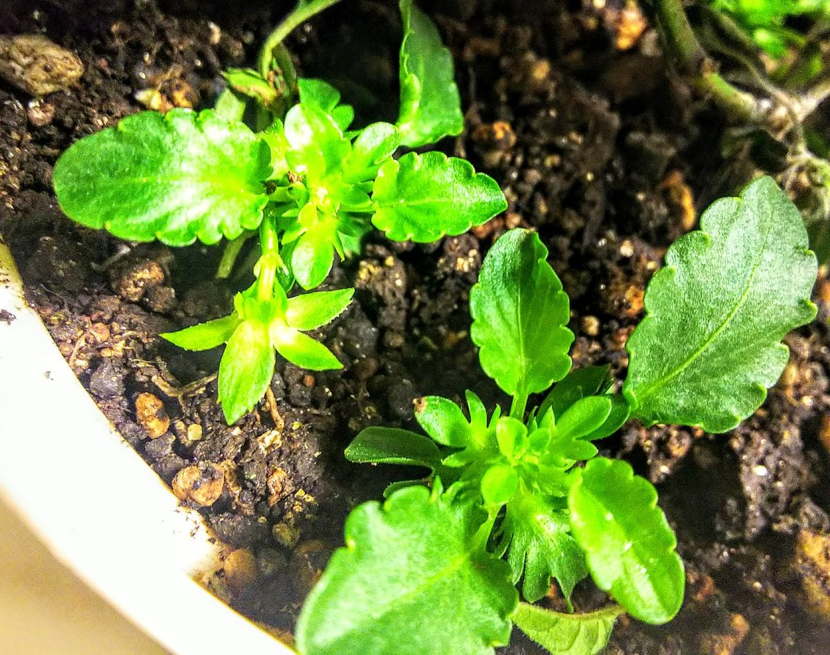 挿し芽でビオラ再生 挿し🌱が付いてますね。