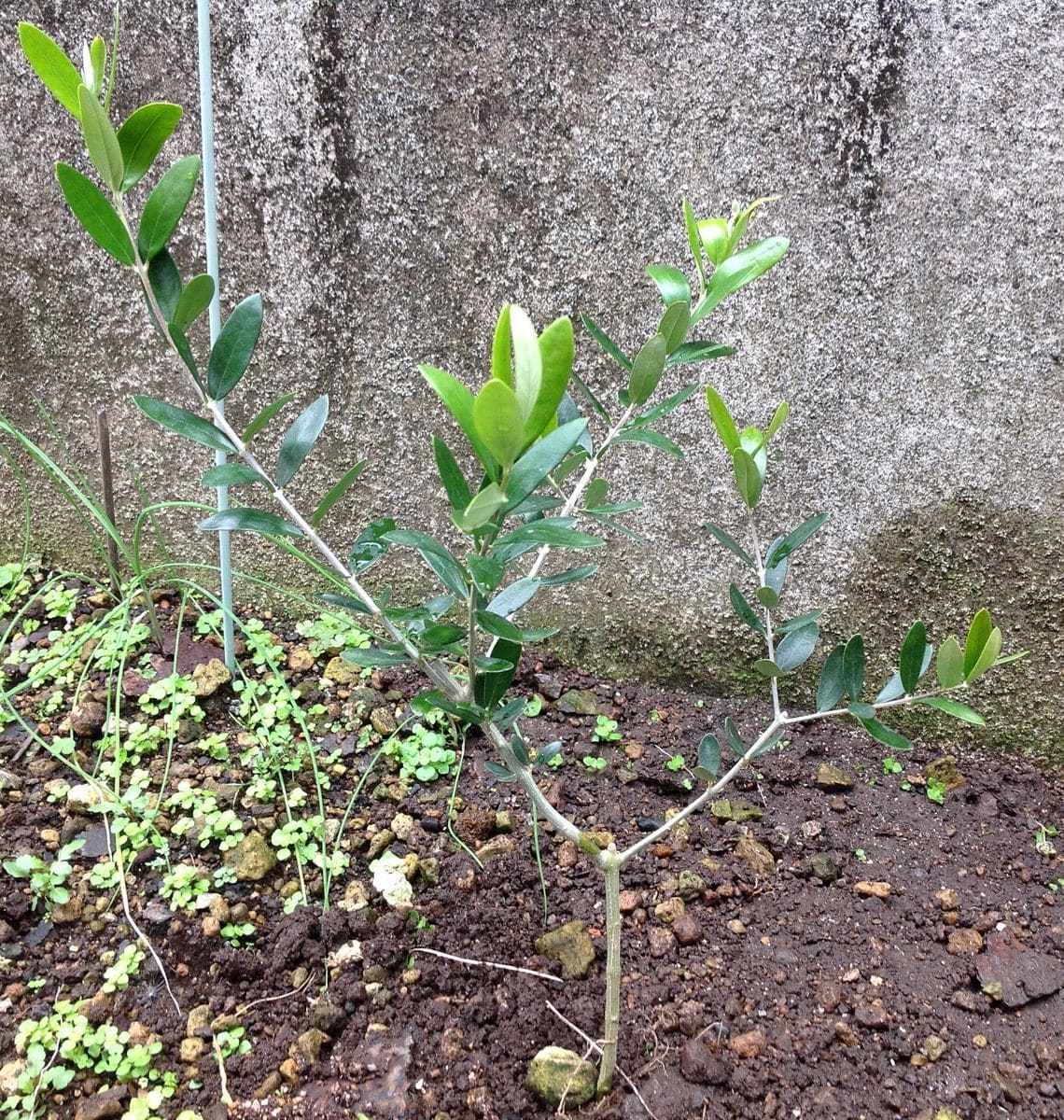 オリーブ:ルッカの苗を地植えする。