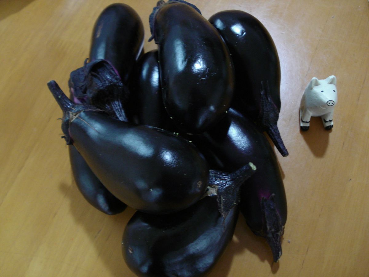 🍆の千両二号種まき2年目（前編） まだまだ収穫。