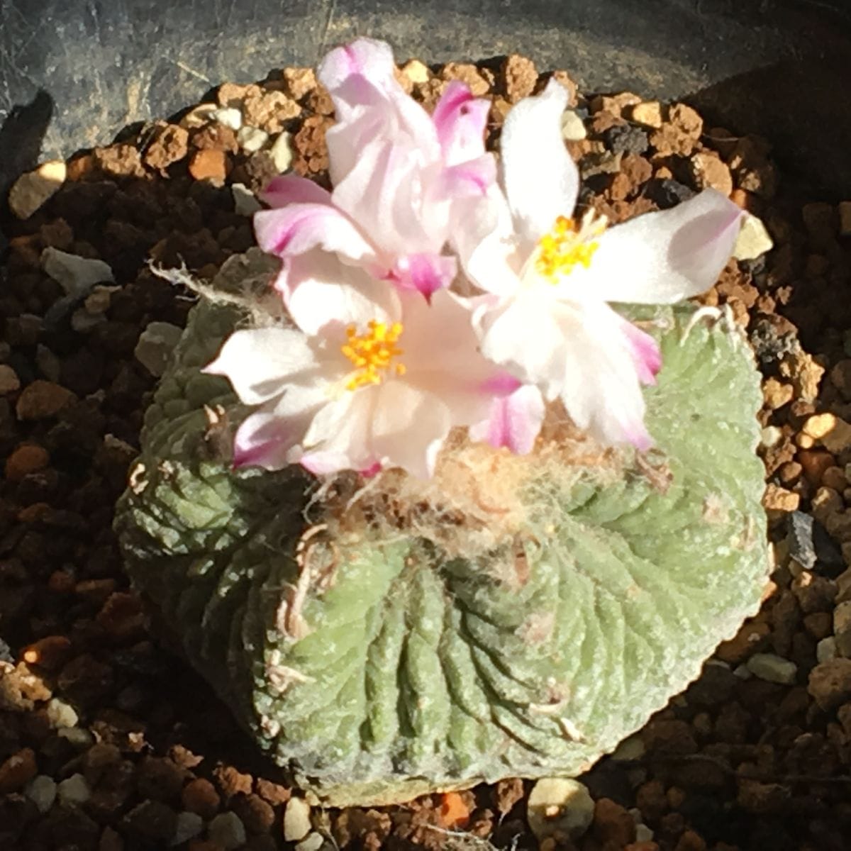 🌸✨「花籠」２０年前のカキ子の狂い咲き 🌸✨🤟🏻 ３輪目の花が咲いた。