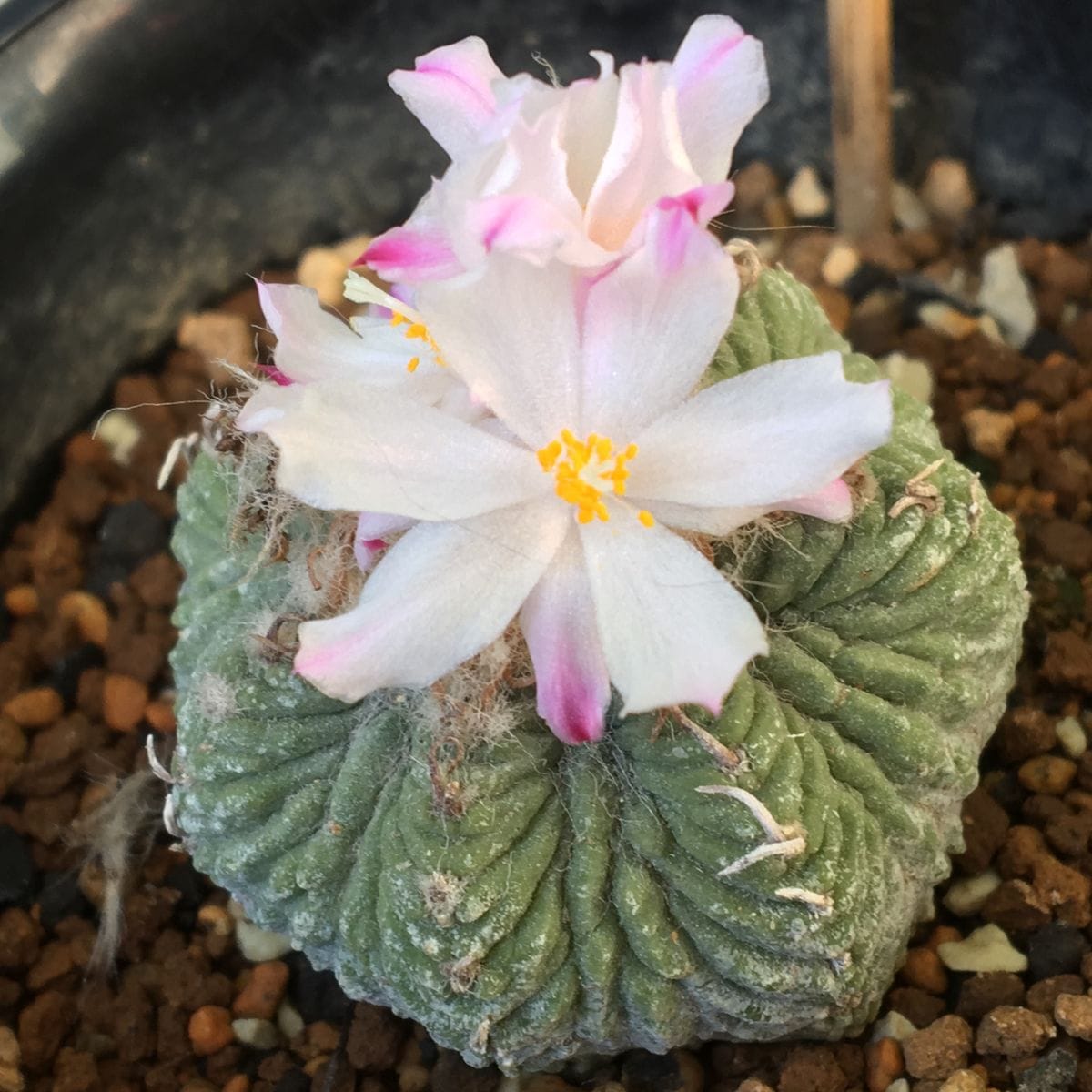 🌸✨「花籠」２０年前のカキ子の狂い咲き 🌸✨この花も花籠としては大きい。