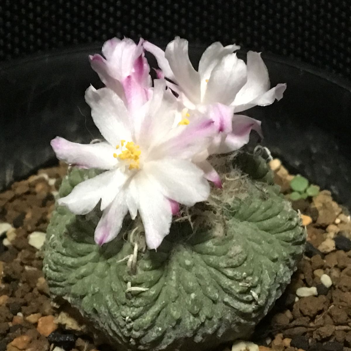 🌸✨「花籠」２０年前のカキ子の狂い咲き 🌸✨４輪目の花が咲いた 💐✨