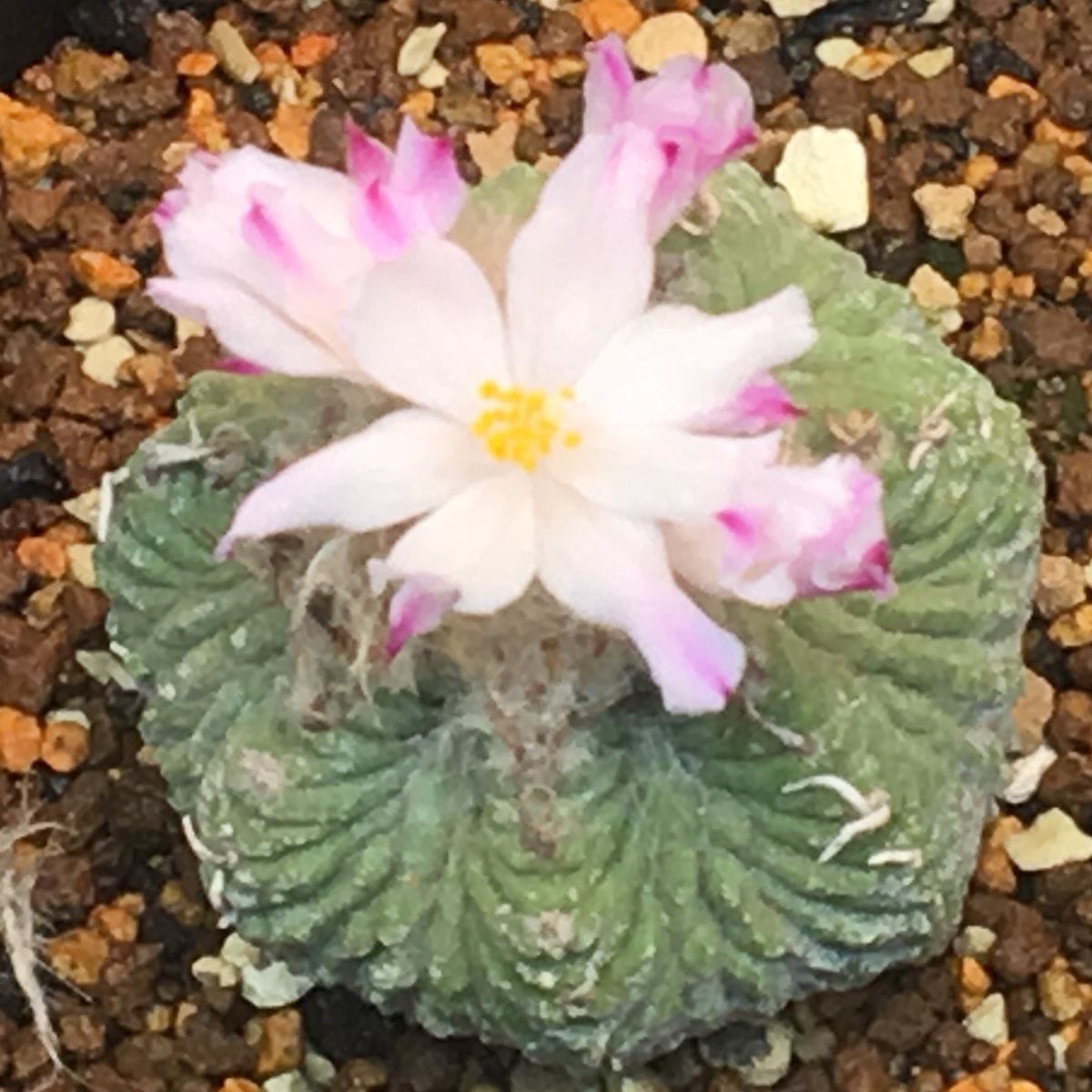 🌸✨「花籠」２０年前のカキ子の狂い咲き 🌸✨４輪目の花の２日目開花。