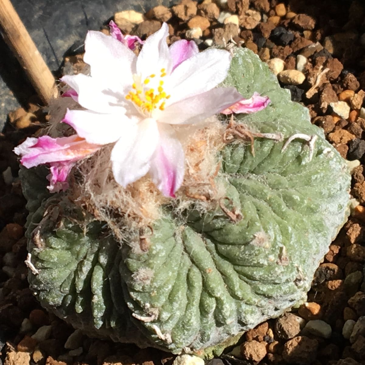 🌸✨「花籠」２０年前のカキ子の狂い咲き ☀️✨風が強いが快晴。また開花した。