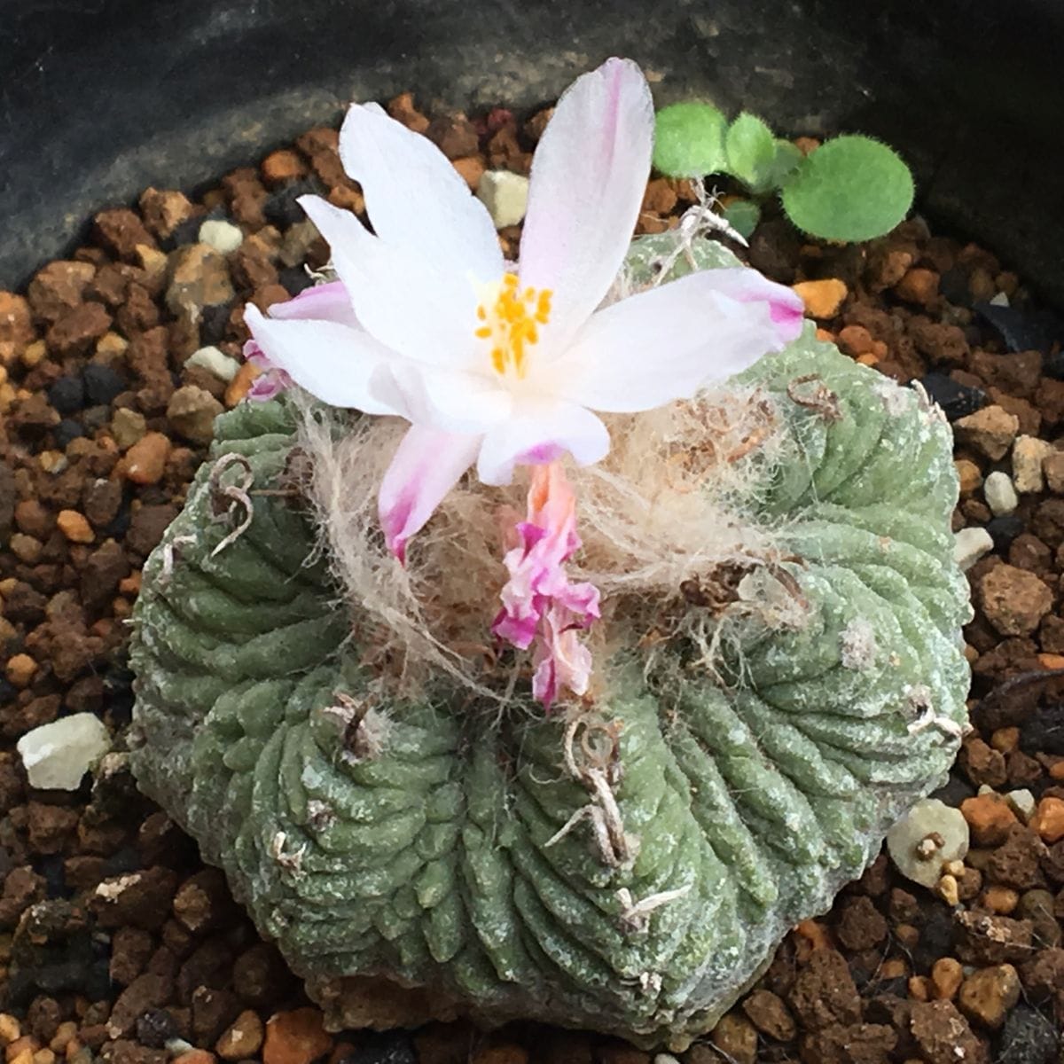 🌸✨「花籠」２０年前のカキ子の狂い咲き 🌸✨昼に全開。これでこの花は終わり。