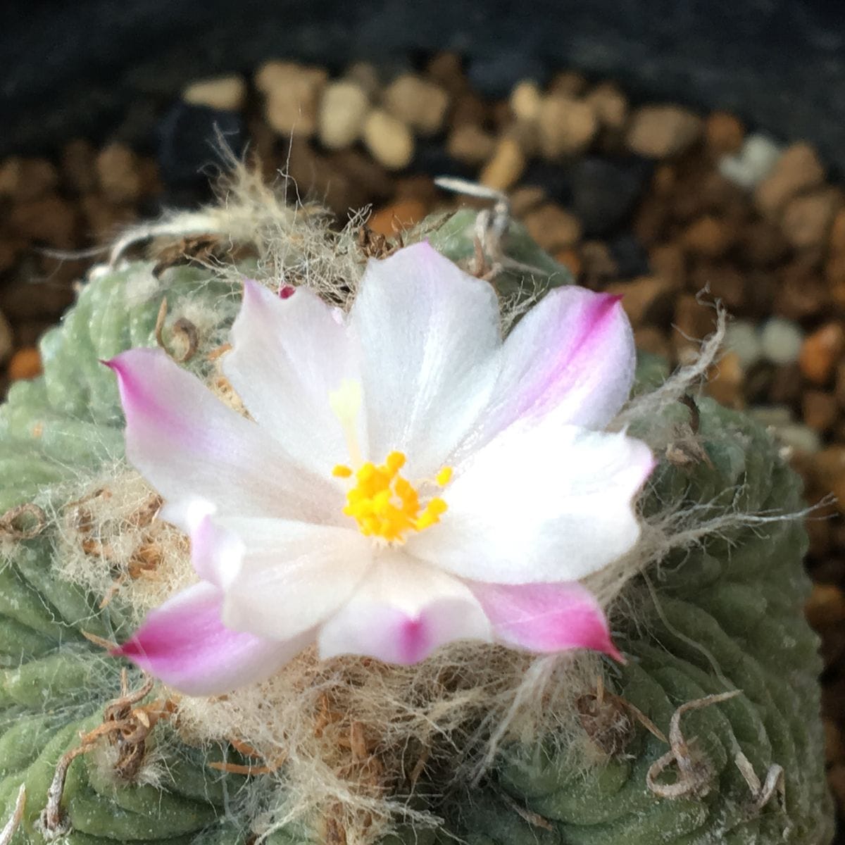 🌸✨「花籠」２０年前のカキ子の狂い咲き 🌸✨桜の花というよりカイドウの花。