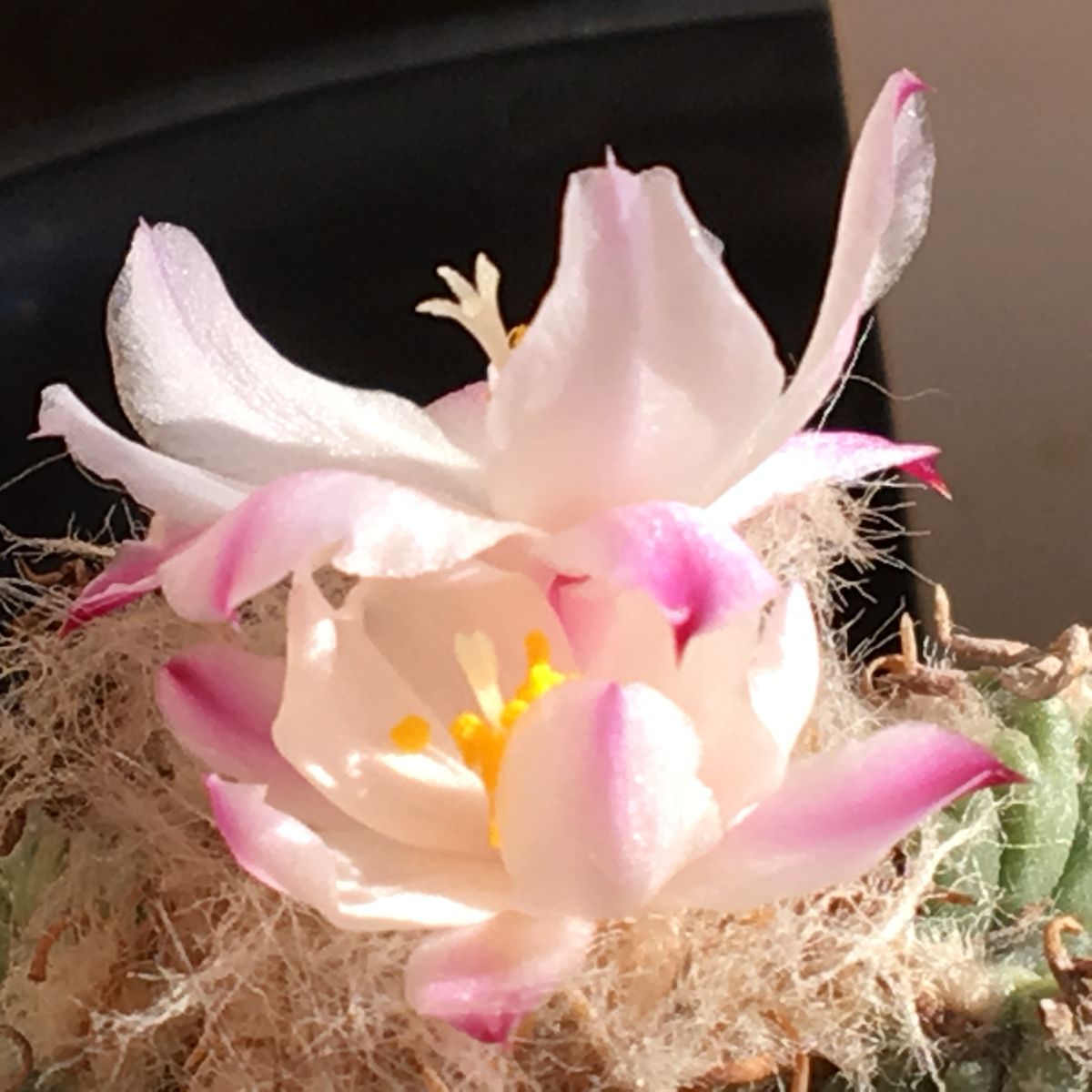 🌸✨「花籠」２０年前のカキ子の狂い咲き 💐✨昨日咲いた花も続けて２日目開花。