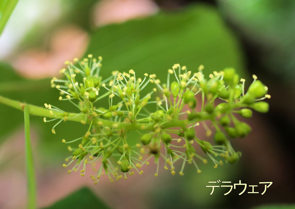 我が家のガレージぶどう園2018年 18-05-13デラウエアの新穂