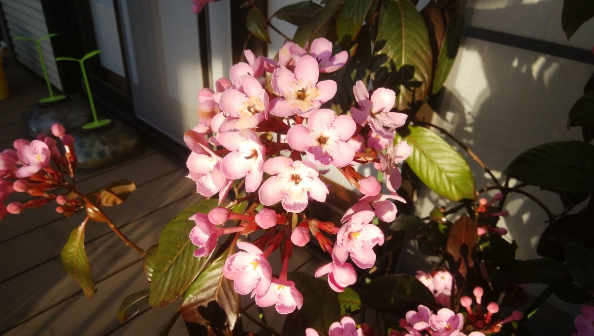 ピンクの花が愛らしく、香り芳しいルクリア“リメイク”