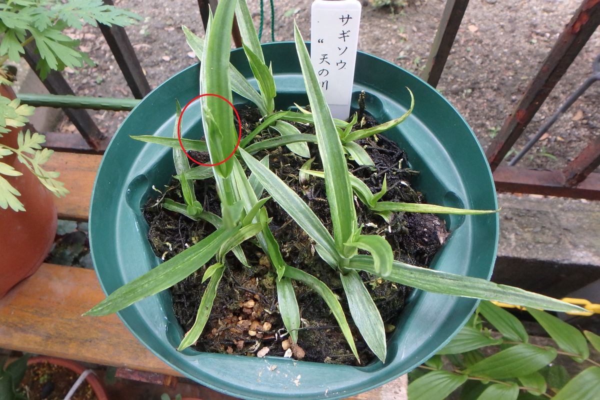 サギ草育てます！ 花芽かなぁ？