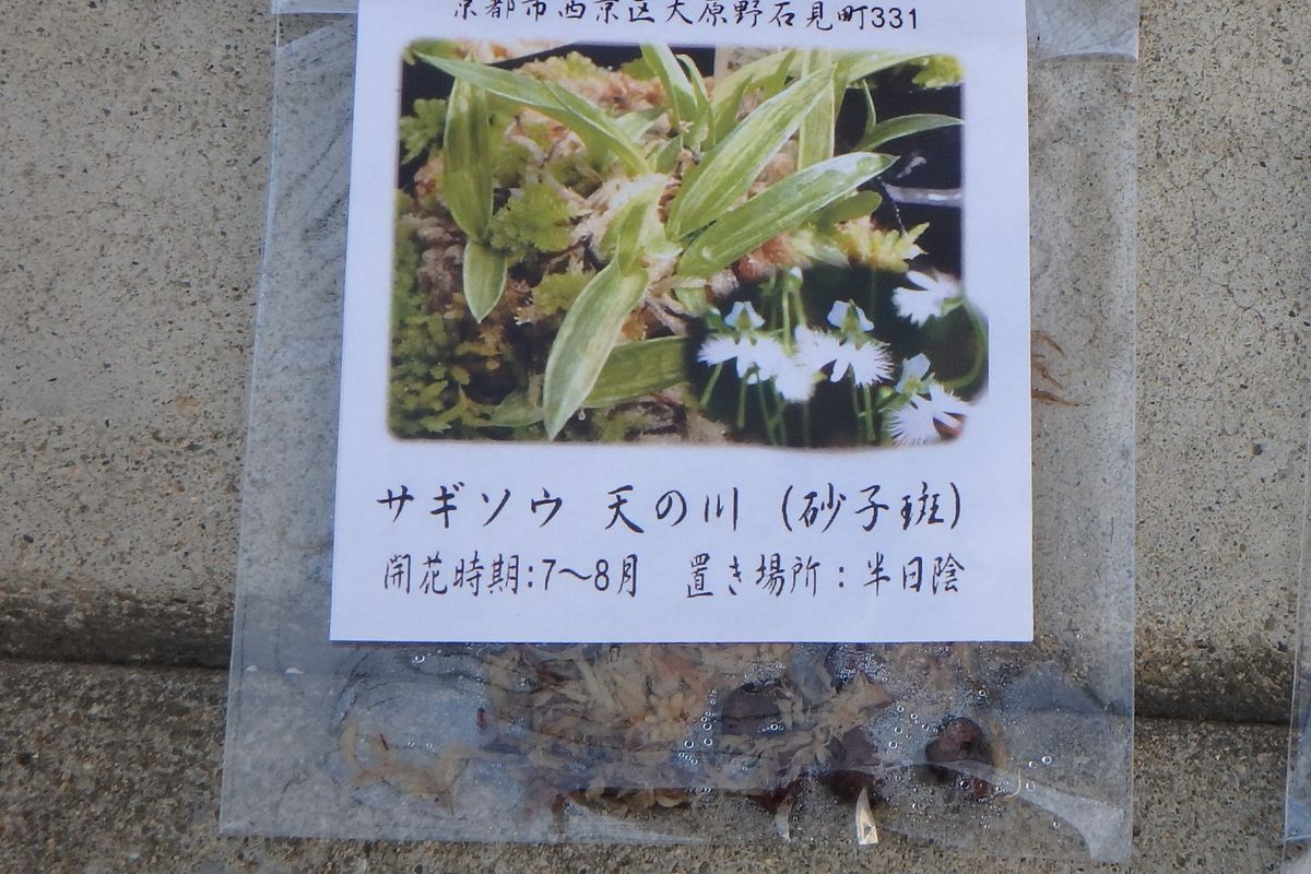 サギ草育てます！