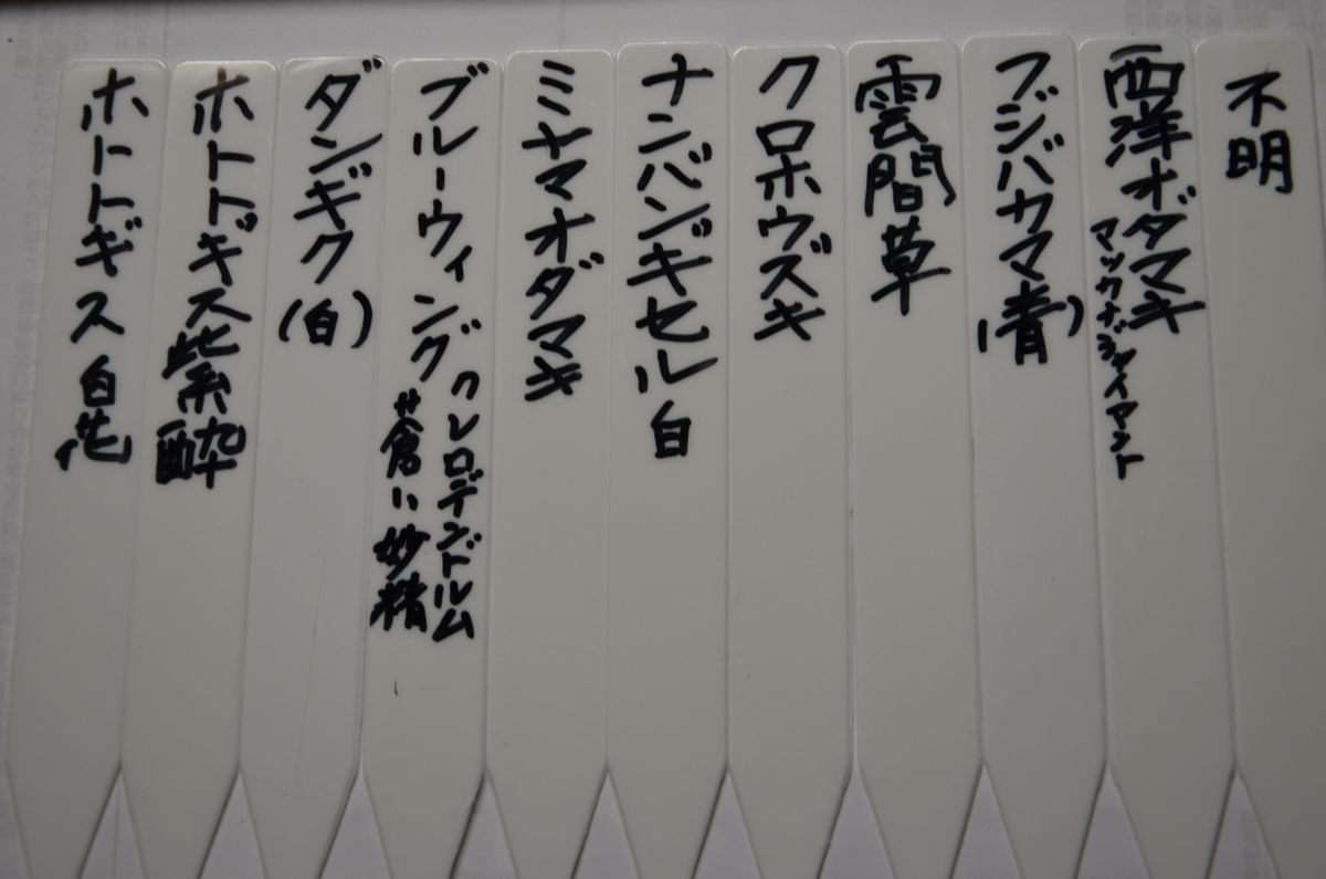 ダンギクの種を蒔く。 2月にいろいろな種を蒔きました。