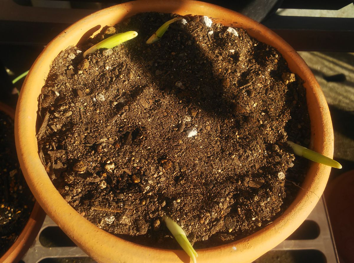 日本水仙を咲かせたい 素焼き鉢にも植え付け