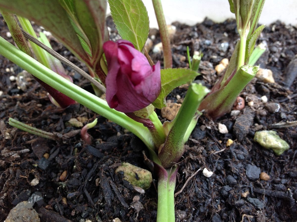 2019/2～  ガーデン・ハイブリッド・レッド・ダブル「早咲きのクリロー」 2/10　蕾がすこし膨らんできた。