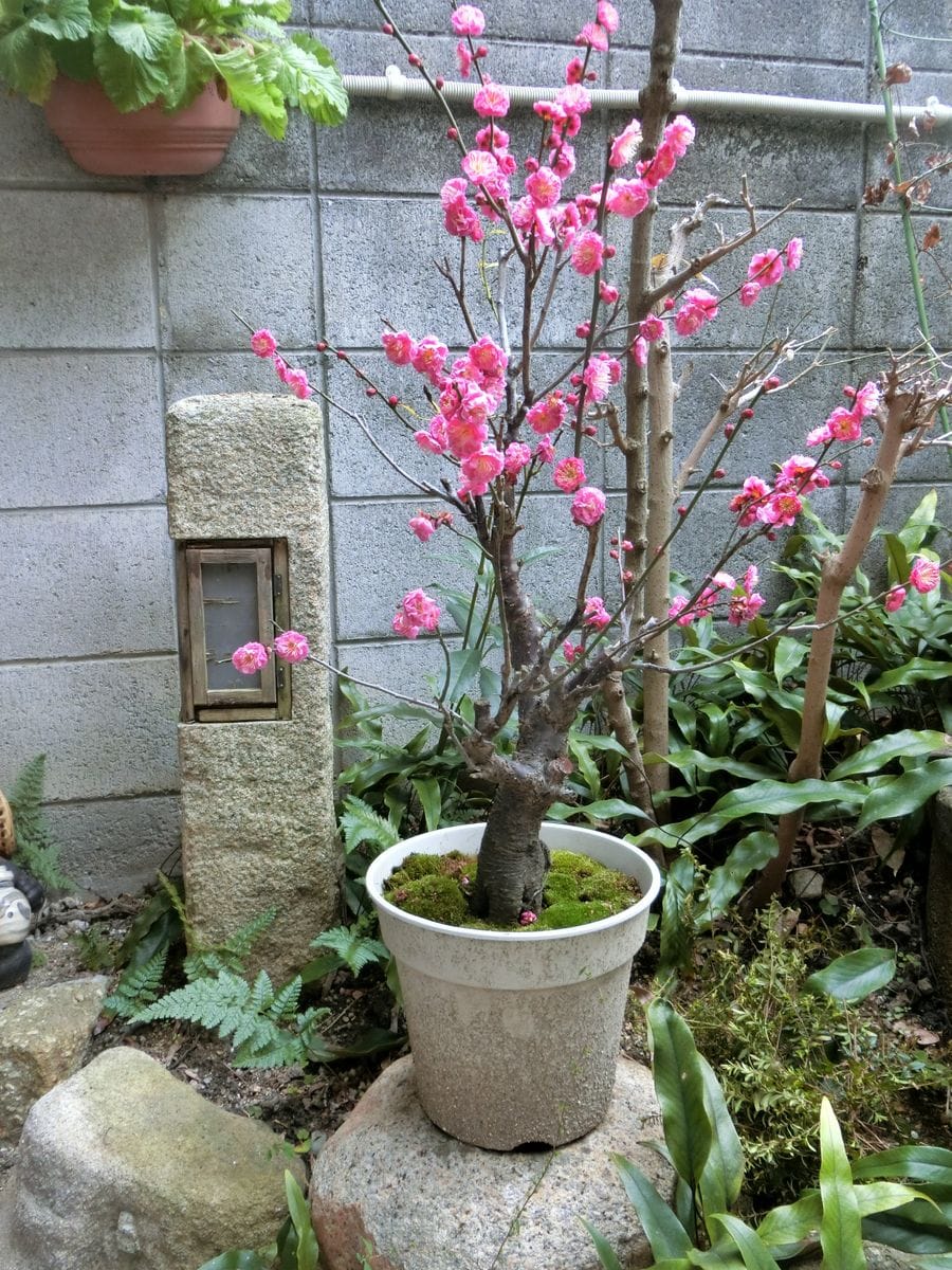 めざそう　訪れる人が和む花 ロウバイ撤去