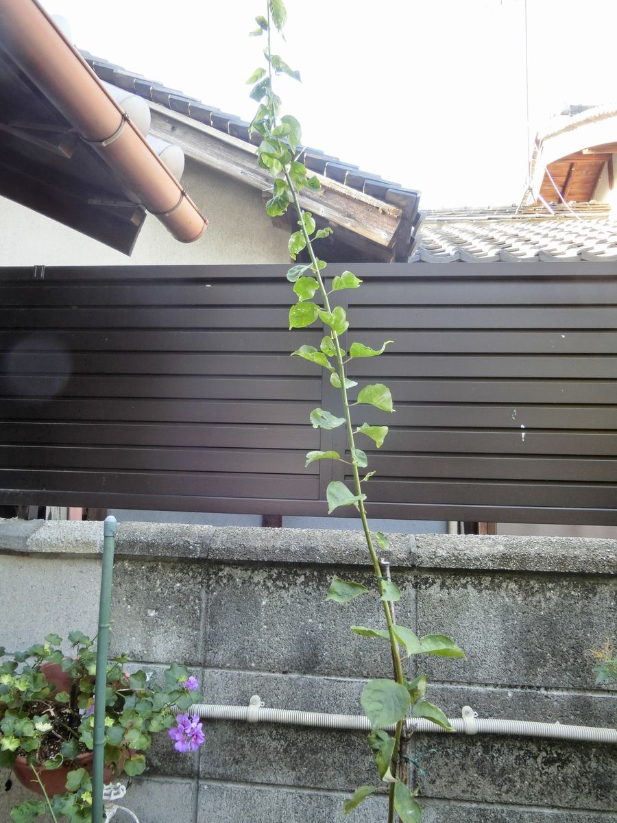 めざそう　訪れる人が和む花 やっぱり地植え