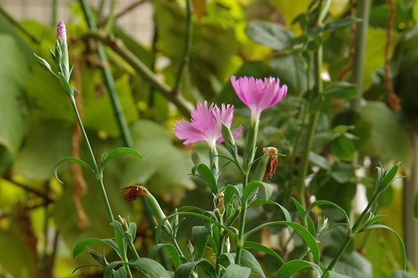 【花チャレ投稿イメージ】ダイアンサスを鉢いっぱいに咲かせるチャレンジ 花に寄ってみた