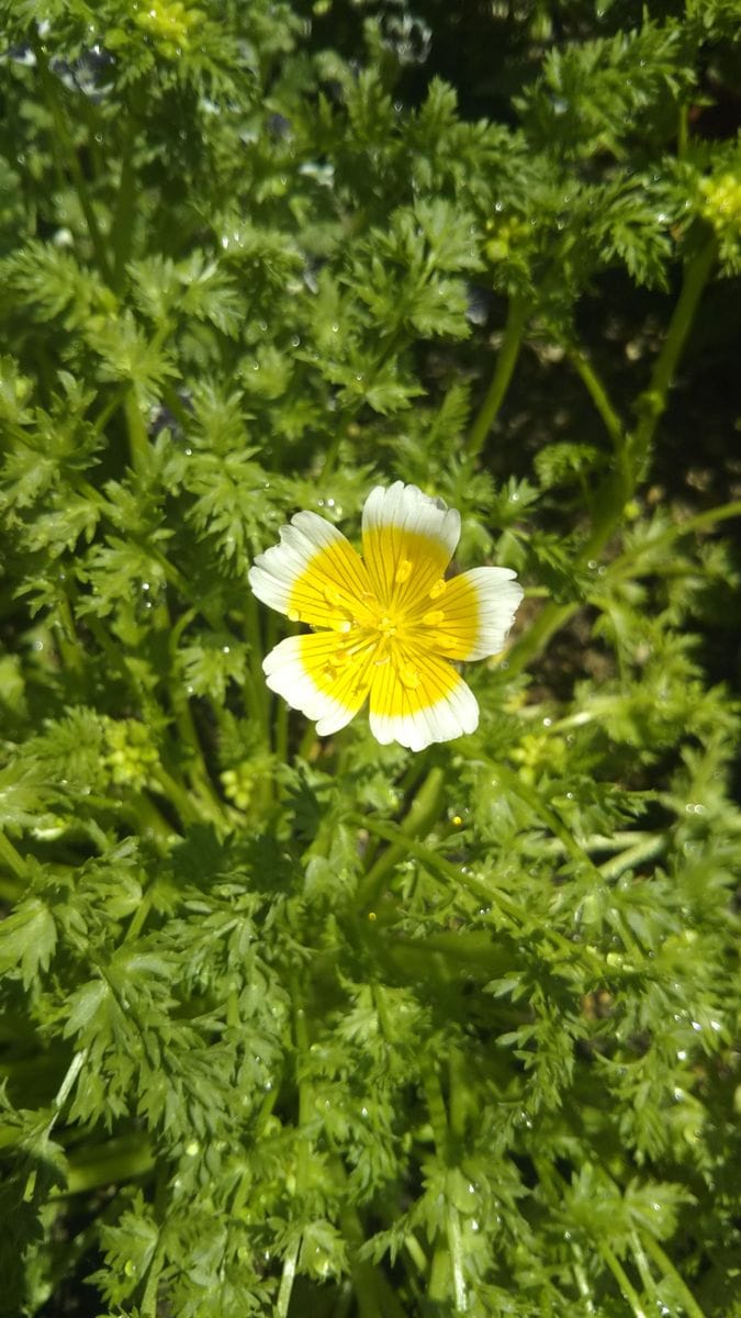 初めてのリムナンテス🌱 わぁ❤️